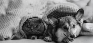 Royal Canin Oznaki zdrowia
