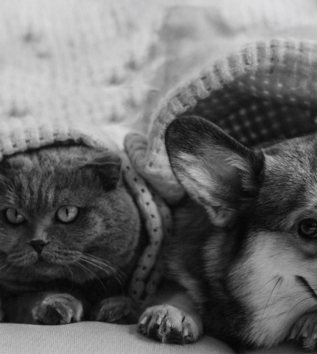 Royal Canin Oznaki zdrowia